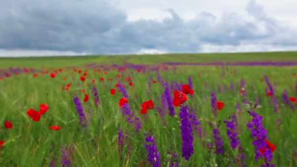 Bahar Çiçekleri Tarlası — Stok video