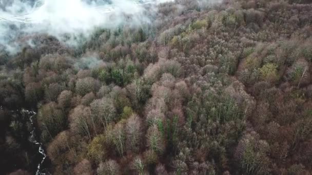 森林和山地 城市在山谷中 — 图库视频影像