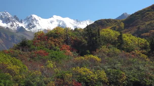 Природні Осінні Барви Цвіркунів Сніжні Вершини Гір — стокове відео