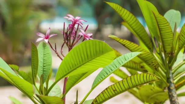 Yeşil Yapraklı Plumeria Rubra Çiçeği Arka Plandaki Tropikal Kumsal Sahilinde — Stok video