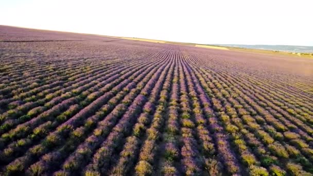 ラベンダー畑の紫の列 — ストック動画