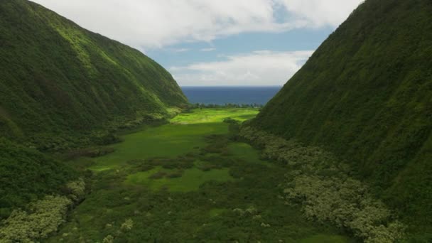 Lassú Repülés Lélegzetelállító Zöld Síkság Között Két Hegy Hawaii Szigeten — Stock videók