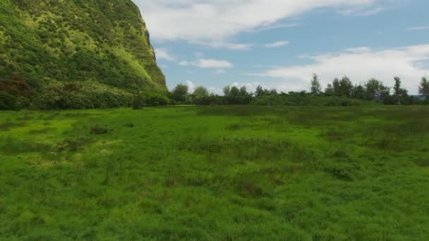 Langsames Fliegen Über Grünes Wiesengras Und Berg Von Hawaii — Stockvideo