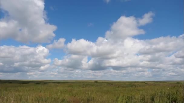 Letni Krajobraz Polem Trawy Błękitne Niebo Zielony Krajobraz Trawiasty Fantastycznymi — Wideo stockowe