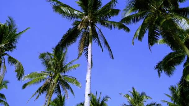 Swaying Palm Trees Terlihat Dari Bawah Biru Langit Latar Belakang — Stok Video