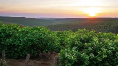 Banlung Kamboçya 'da kauçuk ağaçlarının üzerinde eşsiz bir gün batımı.