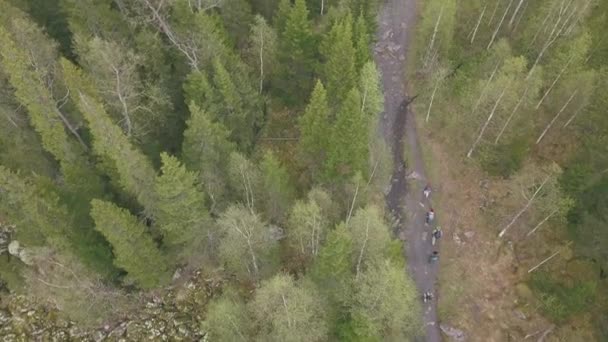 Top Widok Grupę Turystów Spacerujących Wzdłuż Szlaku Leśnego — Wideo stockowe