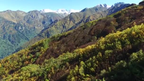 Onaangeroerde Natuurlijke Herfststruiken — Stockvideo