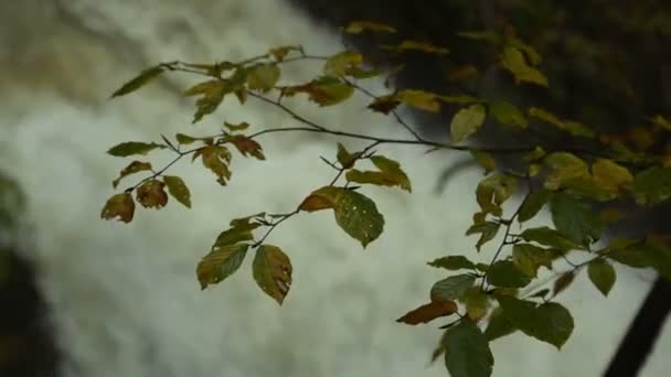 Водопад Через Ветви — стоковое видео