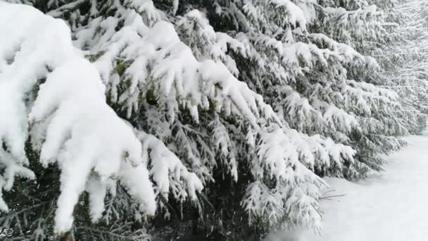 Zimowe Karpackie Drzewo Ogniste Śniegu — Wideo stockowe
