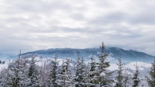 Paysage Des Carpates Hiver Avec Des Arbres Noël Dans Neige — Video