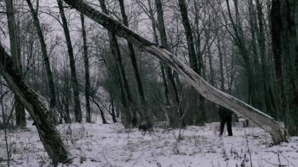 Woman Stroking Dog Walking Winter Park — Stock Video