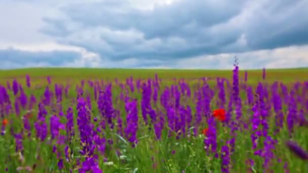 Çiçek Tarlasında Bir Yürüyüş — Stok video