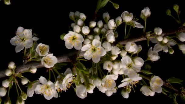 Vidéo de fleurs Sakura floraison 