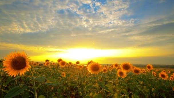 Kvetoucí Slunečnice Pozadí Západu Slunce — Stock video