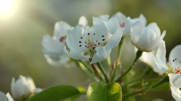 Video Albero Fiorito Macro — Video Stock