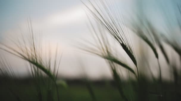 Green Wheat Slightly Moved Air Breeze Blue Hour Silhouette Late — Stock Video
