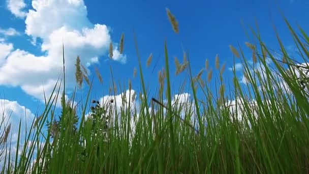 Πράσινο Γρασίδι Φόντο Συννεφιά Ουρανό — Αρχείο Βίντεο