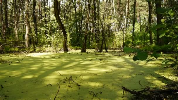 Grüner Sumpf Wilden Wald — Stockvideo