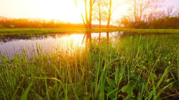 Lac Fond Aube Dans Forêt — Video