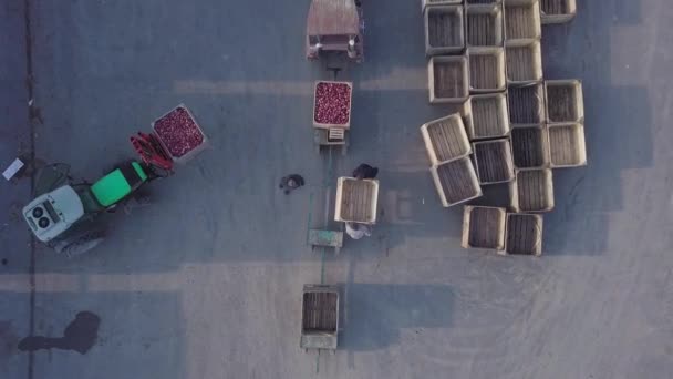 Trabalhadores Armazém Estão Preparando Uma Caixa Vazia Para Maçãs — Vídeo de Stock