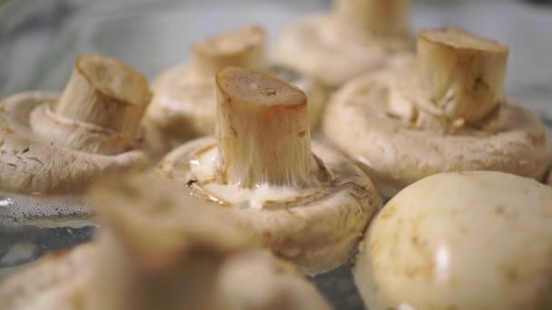 Boiling Whole Field Mushrooms — Stock Video