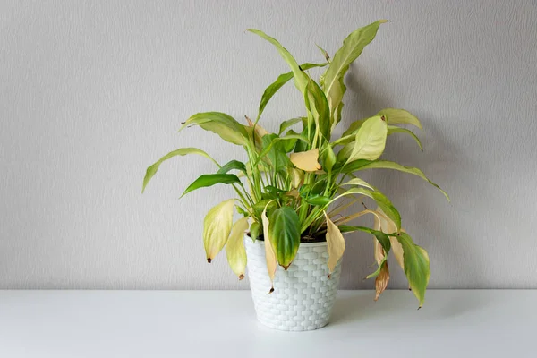 Wilting Casa Flor Spathiphyllum Vaso Branco Contra Uma Parede Clara — Fotografia de Stock