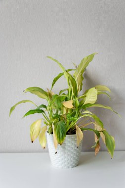 Wilting home flower Spathiphyllum in white pot against a light wall. Home green plant. Concept of home plant diseases. Abandoned home flower clipart