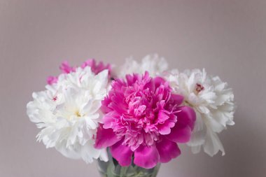 Pembe arka planda fotokopi alanı olan güzel bir şakayık buketi. Davetiye kartı. Tebrik kartı. Çiçek kartı