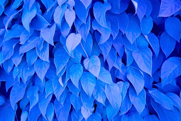 Concept Coloré Feuillage Feuilles Bleues Avec Espace Copie Images De Stock Libres De Droits