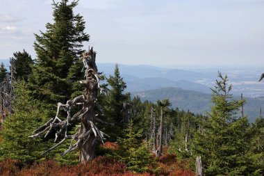 Dev Dağların zirvelerindeki sonbahar ormanı