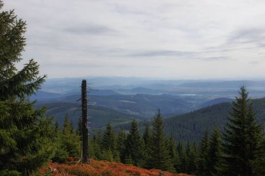 Dev Dağlar 'ın sonbahar yamaçlarında genç bir ormanda ölü bir ağaç.