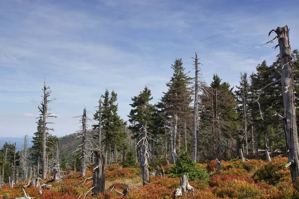 Dev Dağlar 'ın yamaçlarındaki ölü orman, genç ağaçlar arasındaki ölü yaylalar, sonbahar manzarası.