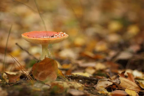 Toadstool Autumn Forest Fallen Leaves Grass Close Copy Space — Photo