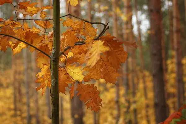 Renkli yapraklı kırmızı meşe, Polonya sonbahar ormanlarındaki Amerikan türleri.