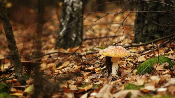Sonbahar ormanlarında huş ağaçları, dallar ve düşmüş yaprakların arasında bir mantar.