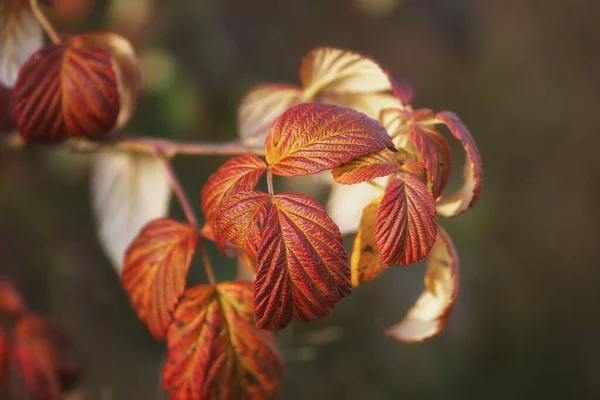 Zweig Mit Herbstblättern Mit Kopierraum Nahaufnahme Leerstelle — Stockfoto