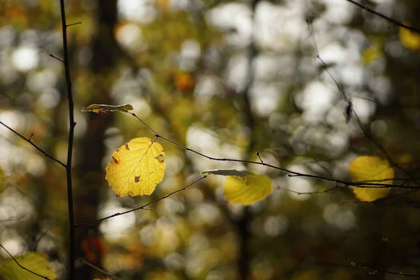 Kasım ormanındaki son renkli yapraklar, bulanık arka plan, bokeh ve boş