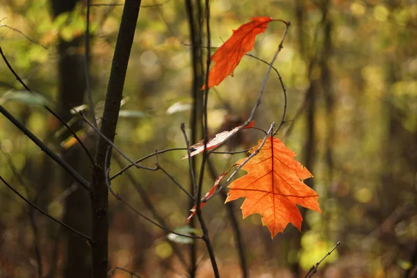 Sonbahar ormanlarındaki son kırmızı meşe yaprakları, bokeh ve kopyalama alanı.