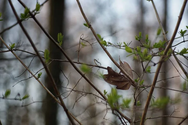 Genç bahar yaprakları arasında eski kuru meşe yaprağı, yakın plan, bulanık arka plan