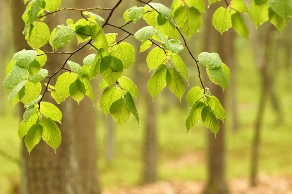 Zasłona Młodych Mokrych Liści Wiosennym Lesie Rozmyte Tło Przestrzeń Kopiowania — Zdjęcie stockowe
