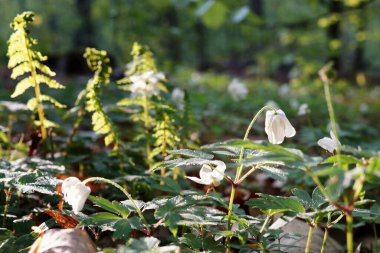 Bahar ormanının dibinde Amonlar ve eğreltiotları