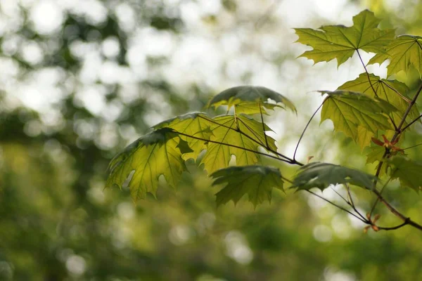 Esdoorn Tak Met Jonge Bladeren Het Voorjaar Bos Wazige Achtergrond — Stockfoto