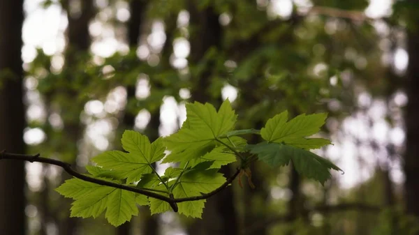 봄철에 단풍나무의 어린잎 — 스톡 사진