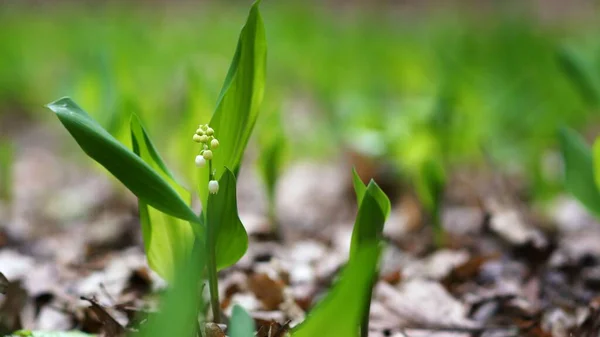 Vadinin zambaklarının çiçek açması, bitkilerin yeşili ve orman zeminindeki kuru yaprakların grisi, bulanık arka plan ve kopyalama alanı.