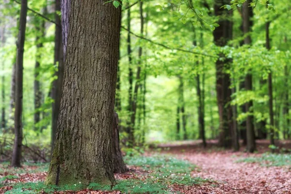 Bahar karışık kozalaklı orman, yaşlı bir ağaç gövdesi ve kurumuş yaprakların arasında deniz şakayıkları.