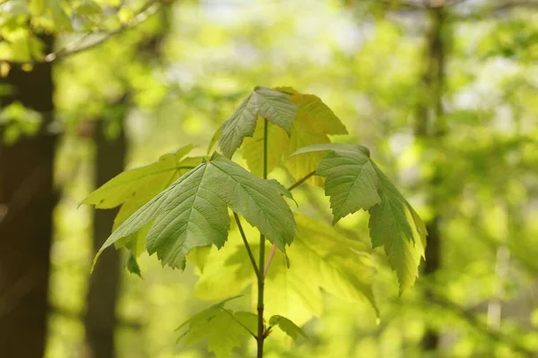 Genç bir akçaağaç üzerinde taze yapraklar, güneşli ormanda bahar, bulanık arka plan ve kopyalama alanı