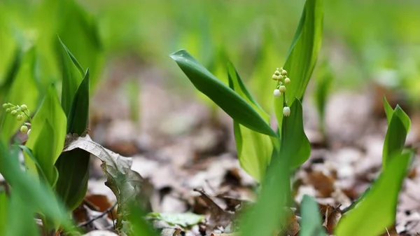 Nilüfer çiçeğinin başlangıcı, orman zemininde bahar, arkaplanı bulanıklaştır ve boşluğu kopyala