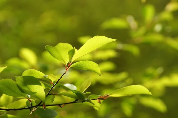 Młode Liście Oświetlone Światłem Słonecznym Wiosenny Poranek Lesie Rozmyte Tło — Zdjęcie stockowe