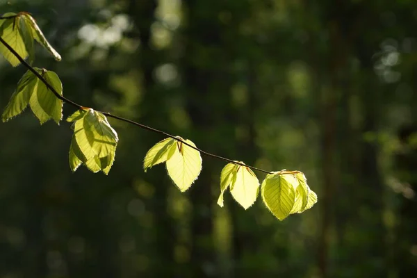 Młode Nasłonecznione Liście Bukowe Gałęzi Wiosna Słonecznym Lesie Rozmyte Tło — Zdjęcie stockowe